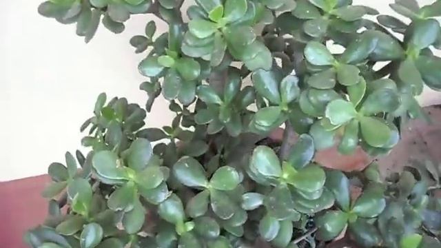 Crassula Ovata-crassulaceae