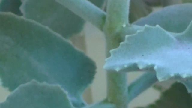 Kalanchoe beharensis 'Oak Leaf' смотреть онлайн