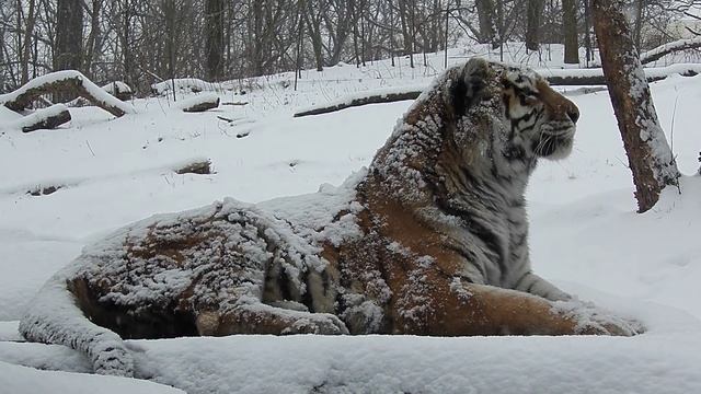 Siberian Tiger - Portrait In Falling Snow at the Bronx Zoo смотреть онлайн