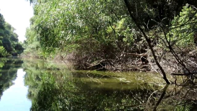757. Volavka vlasatá, Squacco Heron, Rallenreiher, Жёлтая цапля, Czapla modronosa смотреть онлайн