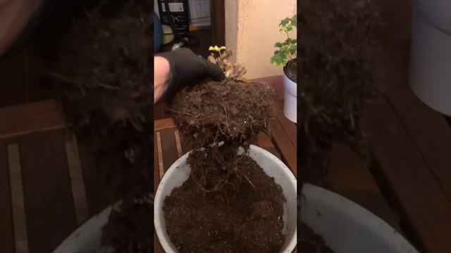 #51. Пересадка зонартика осенью. Lara Rita смотреть онлайн