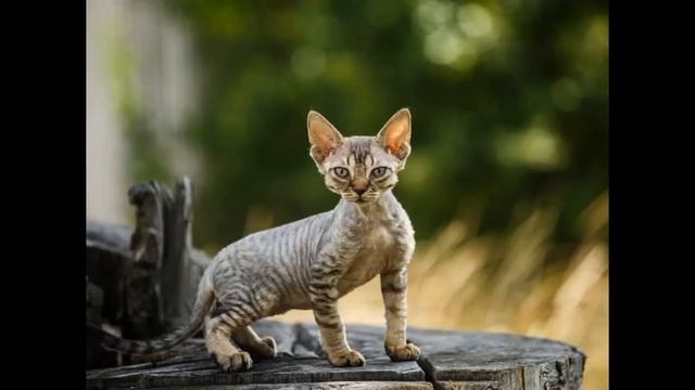 ?МЯУКАНЬЕ МАЛЕНЬКИХ КОТЯТ? смотреть онлайн