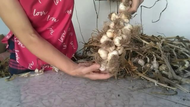 Как хранить чеснок/ САМЫЙ ЛУЧШИЙ и эффективный способ хранения чеснока на зиму смотреть онлайн
