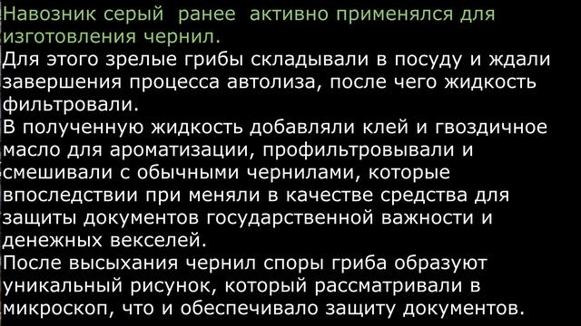 Навозник серый Coprinopsis atramentaria Часть 1 Описание Съедобность Видео определитель смотреть онлайн