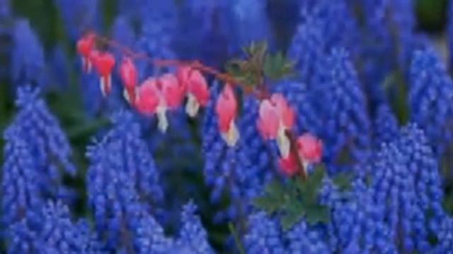 Медитация любящая доброта. День 16. Практика. смотреть онлайн