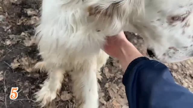 ЛИСЯО. Алиса - Лиса. Все рассказывает и рассказывает смотреть онлайн