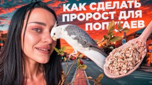 КАК СДЕЛАТЬ ПРОРОСТ ДЛЯ ПОПУГАЯ?