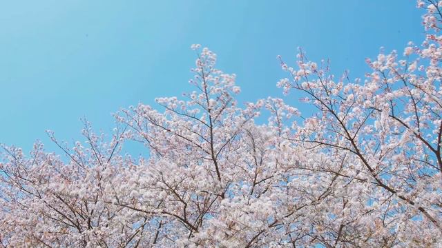 A Relaxing Scenery Of Blossoming Flowers - Four Seasons - Spring