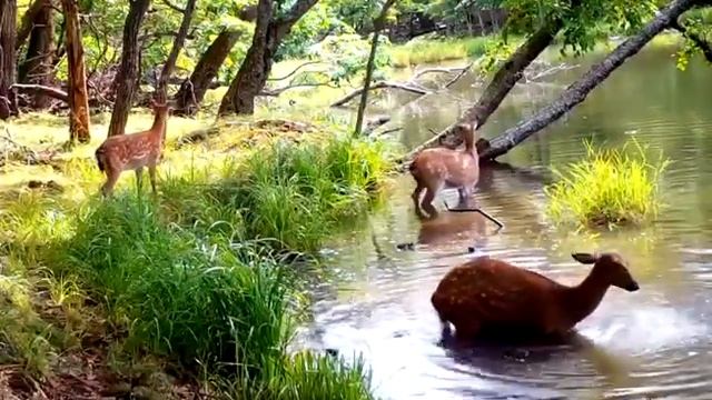 Впервые в мире на видео попали ныряющие за едой пятнистые олени! смотреть онлайн