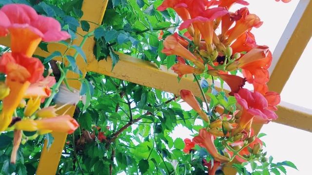 Как ухаживать за КАМПСИСОМ. Часть 2 смотреть онлайн