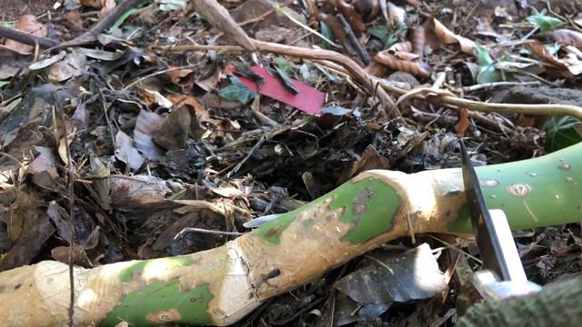 How to Prune Monstera deliciosa Basic Care Notes смотреть онлайн