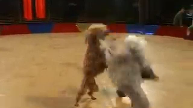 Репортаж Цирк Шапито смотреть онлайн