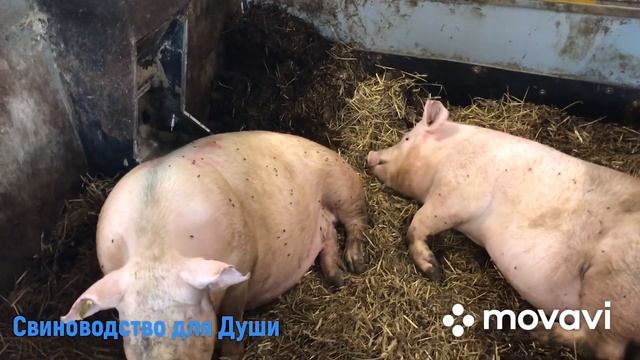 Больничные боксы!боксы для травмированных и больных свиней!