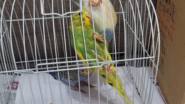 Французская линька: лечение (1 часть) смотреть онлайн