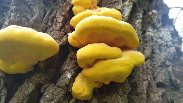 Вечерком за ТСЖ ! Жареный трутовик рецепт пальчики оближешь !!! Всем советую ! Грибы 2020 ! смотреть онлайн