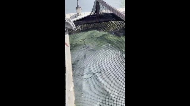 Как я рыбу руками ловил смотреть онлайн