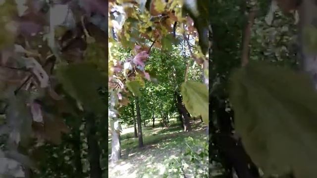 Клен-явор двоколірне листя червоно-зелене шедевр творіння Єгови. смотреть онлайн