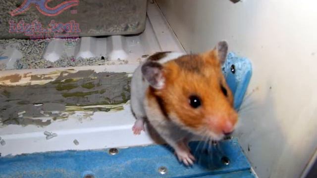 Photo Slide: Golden Hamster at Home. 640 x 480 px смотреть онлайн