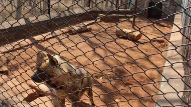Индия. Львы и тигры в природе и парк слонов смотреть онлайн