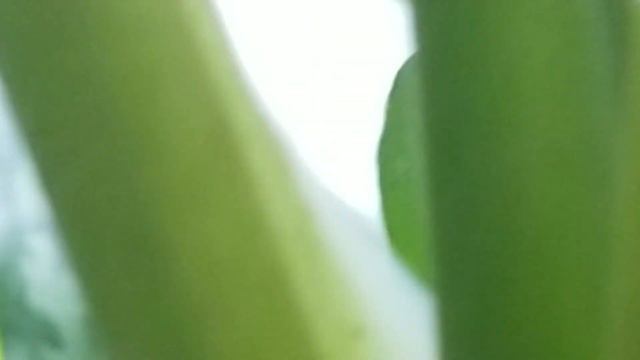 AGLAONEMA CV. SILVER KING PLANT смотреть онлайн
