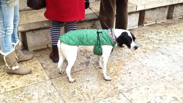 Собачка дрожит от холода смотреть онлайн