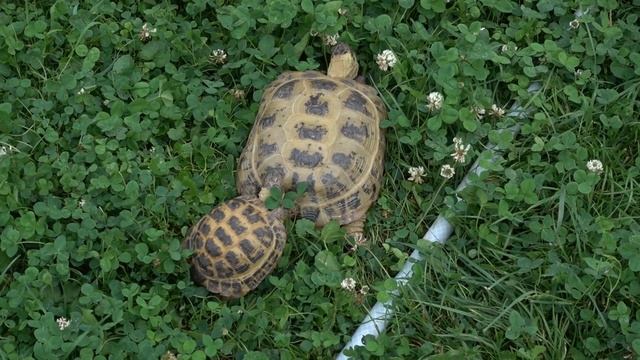 Летняя прогулка самки и самца среднеазиатской черепахи смотреть онлайн