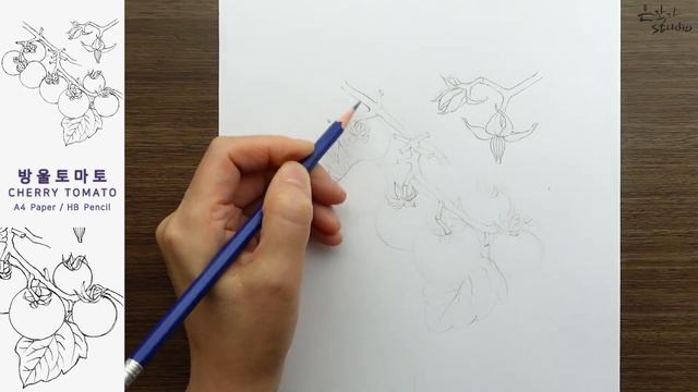 ?[무편집-전체영상] 방울토마토 스케치와 전사과정 | Cherry Tomato Drawing смотреть онлайн