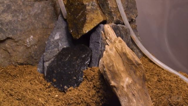 НАШ САМЫЙ БОЛЬШОЙ ТЕРРАРИУМ, КТО БУДЕТ В НЕМ ЖИТЬ? смотреть онлайн