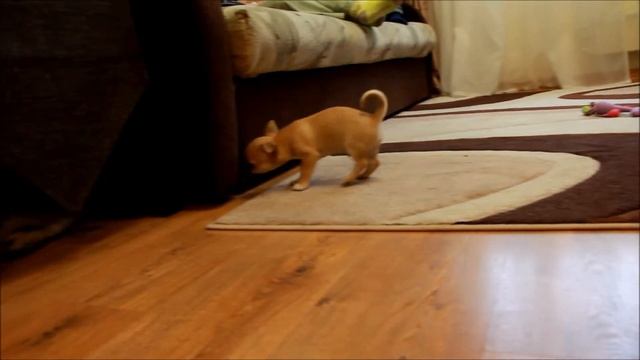 Рыжий мальчик чихуахуа смотреть онлайн