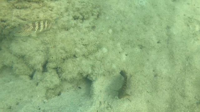 Айфон 7 Plus как снимает камера под водой смотреть онлайн