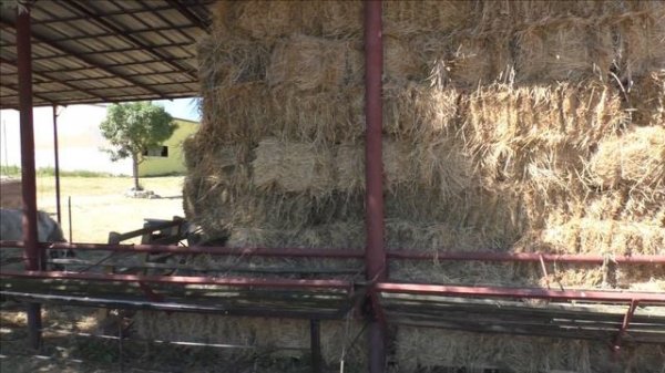 Керчь сан. Свет маяка, страусиная ферма.