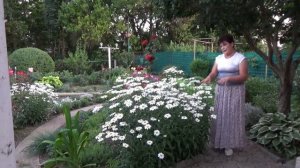 Садовая ромашка Полный обзор и рекомендации по выращиванию