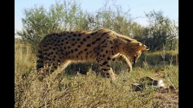 Félins portrait de famille, épisode 6 le Serval смотреть онлайн