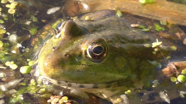 Лягушки крупным планом 8 06 2016 г смотреть онлайн