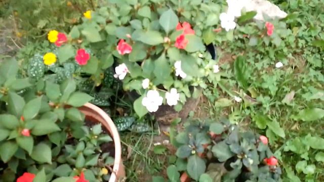 Куча мелких дел. Немного о новых растениях. Долихос и прочие новички. смотреть онлайн