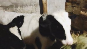 БЫСТРЫЙ ОТКОРМ БЫКОВ. САМЫЕ ПОЛЕЗНЫЕ ВИТАМИНЫ ДЛЯ БЫКОВ