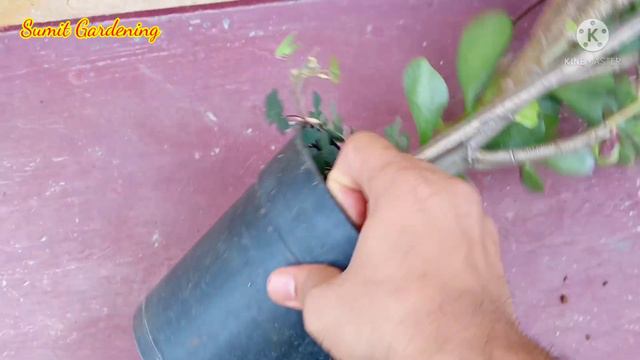 Crassula Ovata | Jade Plant | Lucky Plant | How To Care Crassula / Jade Plant