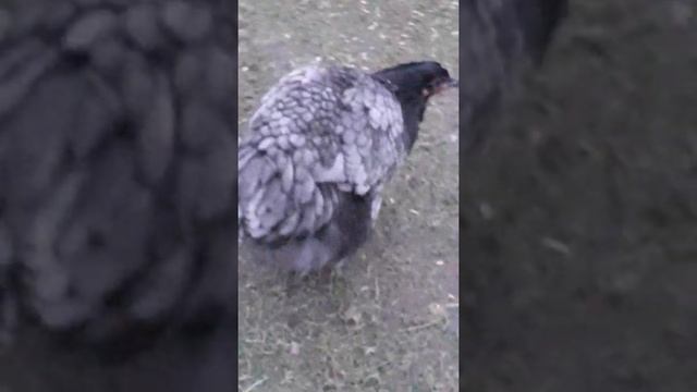 куры Гигант Джерси голубой окрас.джерсийский гигант куры Фавероль лососевая смотреть онлайн