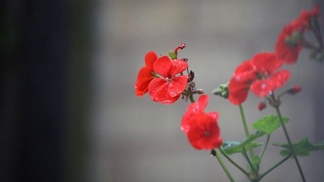 Dead 🛌 people receive more flowers 🌺 than the living ones because regret is stronger than gratitude смотреть онлайн
