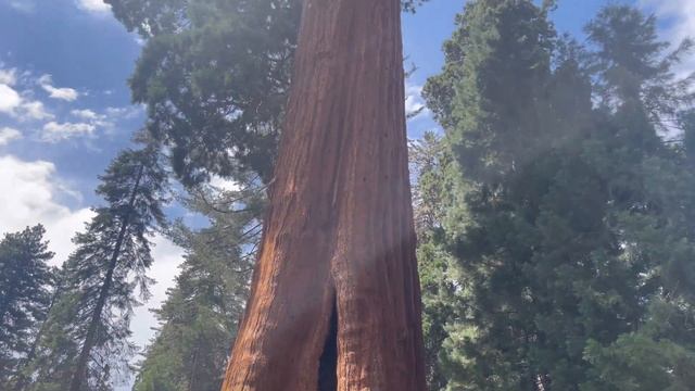 Путешествия по США ?? национальный парк «Секвойя». Самое большое дерево на планете. смотреть онлайн
