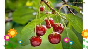 Вишня обыкновенная Гриот Московский. Краткий обзор, описание cerasus vulgaris Griot Moskovskii