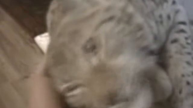 Домашняя рысь . смотреть онлайн