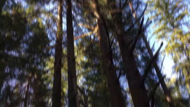 С ВЫШКИ НА КАБАНА / #ОХОТА НА КАБАНА С ВЫШКИ смотреть онлайн