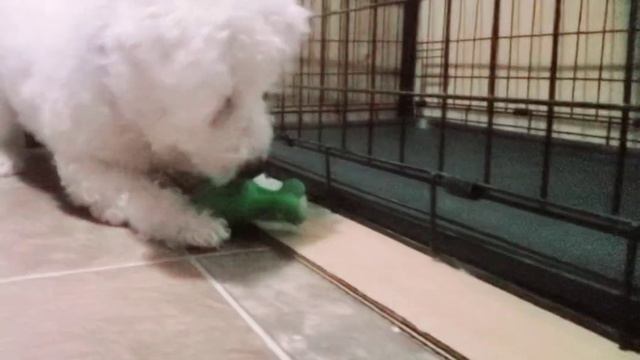 Бишон Фризе (Bichon Frise) смотреть онлайн