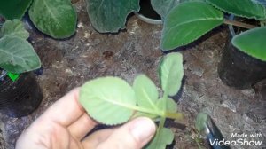 ГЛОКСИНИЯ. Ошибка при выращивании глоксинии. Удаление пасынков. Как укоренить пасынок?