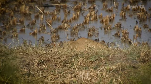 Скрытный Похититель мышей, змей и рыб КАМЫШОВЫЙ КОТ! смотреть онлайн