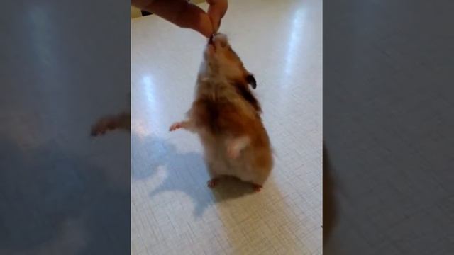 Дрессировка хомячки Вишенки. смотреть онлайн