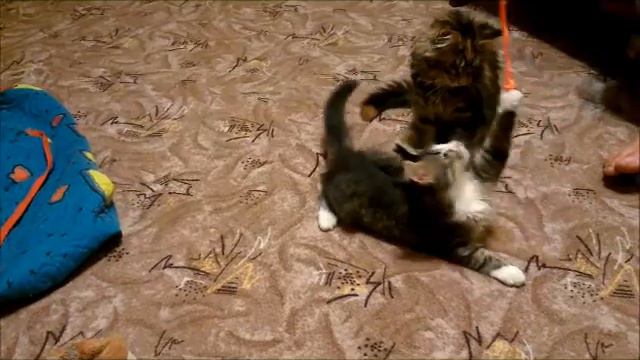 Мейн кун Тося смотреть онлайн