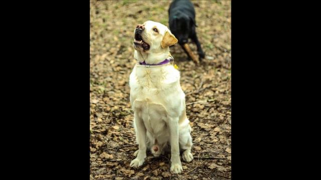 В память о моем лабрадоре- Оливере. смотреть онлайн