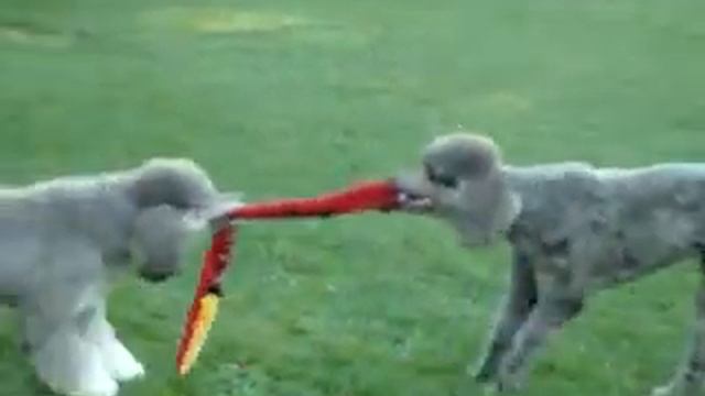 Java & Aidan, Tug-O-war over her squeaky snake *9-3-12 смотреть онлайн